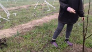 Растяжка молодых деревьев