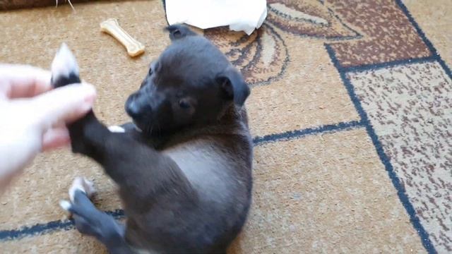 Приучаем Собаку-кусаку грызть косточку??? смотреть онлайн