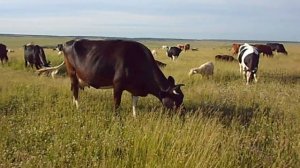 Стадо в поле.  На лугу пасутся Коровы, Овцы и Телята ...