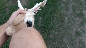 голуби донецка (очень жаль)