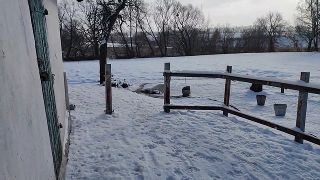 Как определить пол у гусей?.Отбор на племя! (мамут) смотреть онлайн