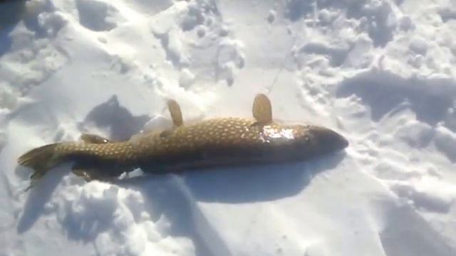 Рыбалка на щуку.Победоносный удар! смотреть онлайн