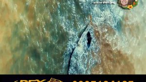 Nathan Evans - Wellerman Dj Rex Edit
