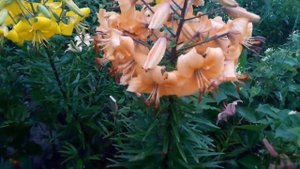 Лилия садовая, многолетний цветок. Лилия королева сада в июле.