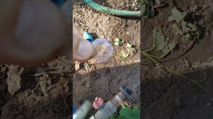 капельный полив без регулятора давления.