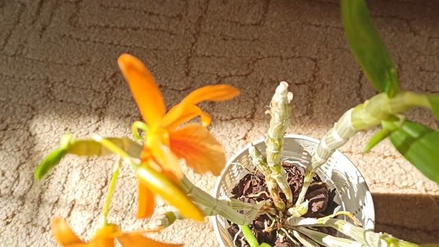 Яркий красавчик в моей коллекции, ароматный дендробиум Stardust Fire Bird описание, характеристики смотреть онлайн