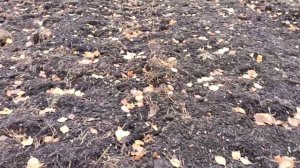 Посадка воздушки чеснока. последний рывок часть "1"!!!!