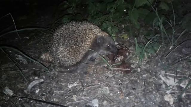 РОШЕНовские торты очень любят ЕЖИ:))) смотреть онлайн