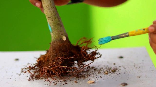 Banyan Shohin Bonsai Rainy Season Work