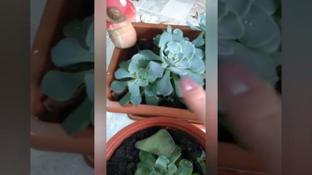 Каменная роза?#простое и быстрое укоренение #ВиленаЦветкова