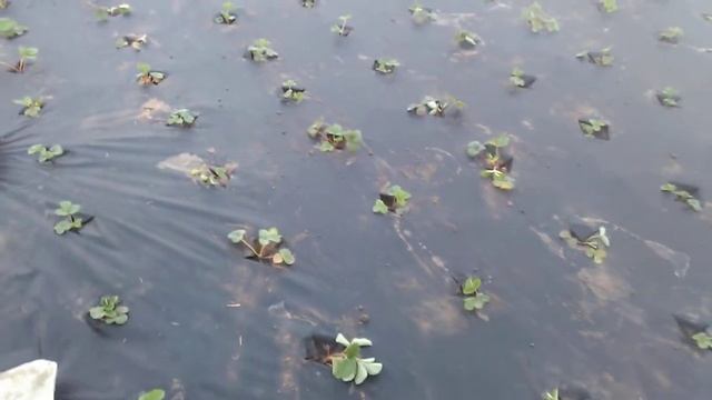 Посадка клубники на агроволокно . Самая удобная в уходе. смотреть онлайн