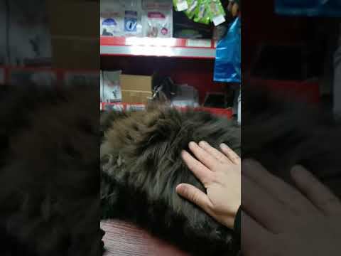 Лохматый жирный кот (Shaggy fat cat)