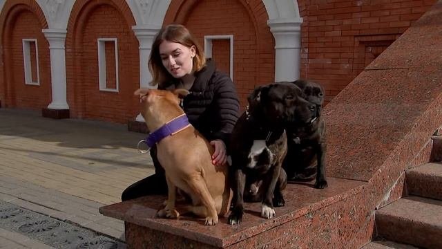 Стаффордширские бультерьеры.