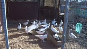 Бакинские шейки, красные белобородые и другие голуби Николая Андрийченко