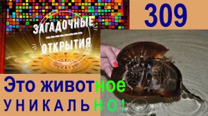 Это животное УНИКАЛЬНО! З\О_309.