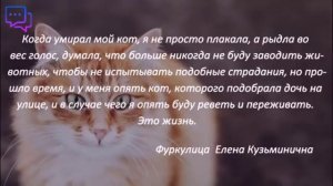 Когда можно заводить нового  котика после ухода старого   How to live after the death of a cat