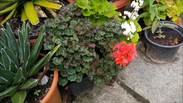A show off of my Pelargonium смотреть онлайн