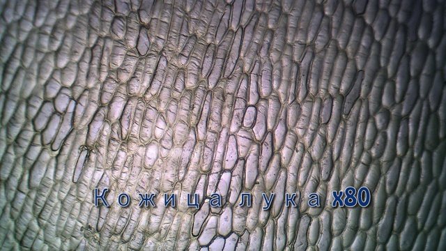 Какое образование изображено на фотографии корня? - id1458243020200603 от annaki