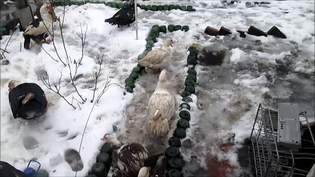 Мускусная утка - индоутка: разведение, содержание, уход. Как выбрать селезня и уточек на племя! смотреть онлайн