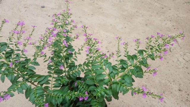 Cuphea Hyssopifolia, Mexican Heather care and propagation in Malayalam /Gardening tips in Malayalam смотреть онлайн