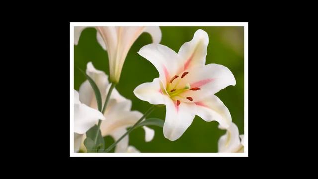 Лейла с Новым годом и Рждеством Христовым!! смотреть онлайн