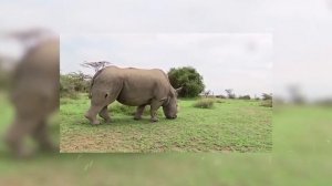 Самые Большие Животные в Мире