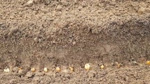 Лук Посадка под зиму Размер имеет значение