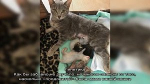 Сколько котят может родить кошка