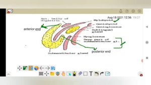 Anatomy of submandibular gland# salivary gland# Anatomy lecture