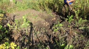 Сидераты. 3х-летний эксперимент. 1-ый этап (о2014-вл2015)