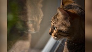 Бенгальская кошка: уход и содержание породы