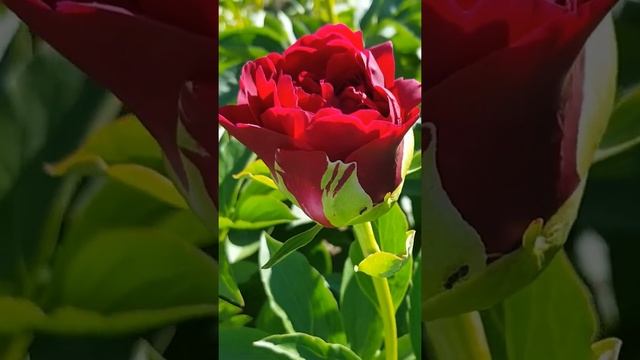 Пион Олд фейсфул. Бутон как Роза. Paeonia Old Faithful.