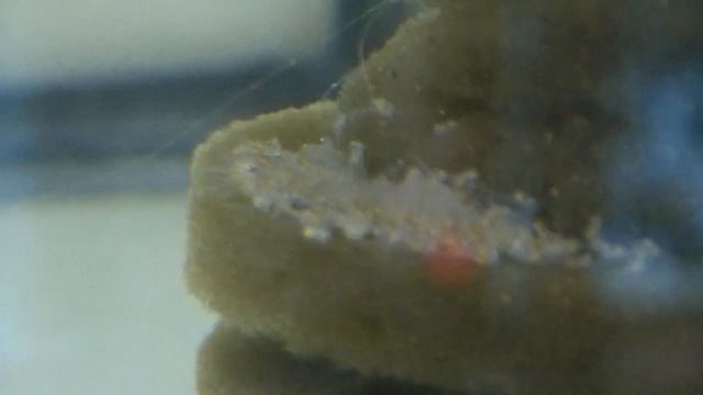 Вуалевые скалярии от икринки до личинки. Разные мальки Пиной смотреть онлайн