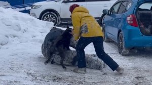 Дрессировка собак в Омске - ОЦССС