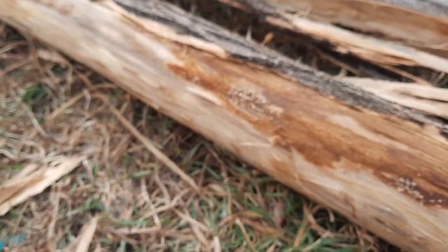 Что будет между корой и деревом если кору вовремя не снять... смотреть онлайн