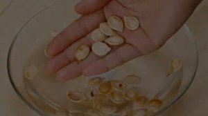 Замачивание семян огурцов перед посадкой