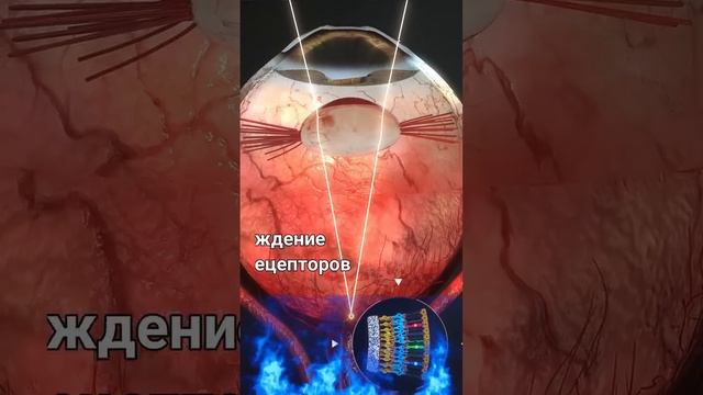 Мегалания и солнце