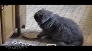 55 Sad cat wants to eat  Грустный кот хочет поесть