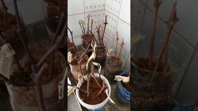 Пророщування черенків винограду на тирсі смотреть онлайн