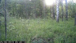ЖИВОТНЫЕ В ЛЕСУ СНЯТЫЕ  ФОТОЛОВУШКОЙ