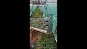 Ни один хомяк не пострадал.