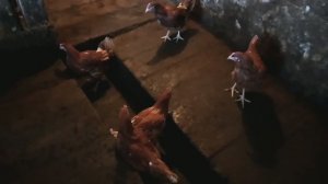 Купили курочек-несушек. Ломан Браун. Посадили на карантин в старый коровник.