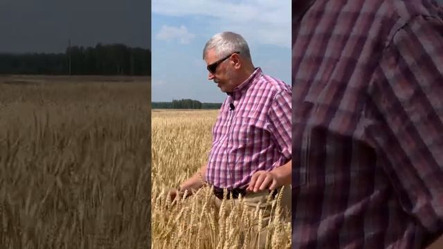 Столыпинская 2 устойчивая к болезням пшеница