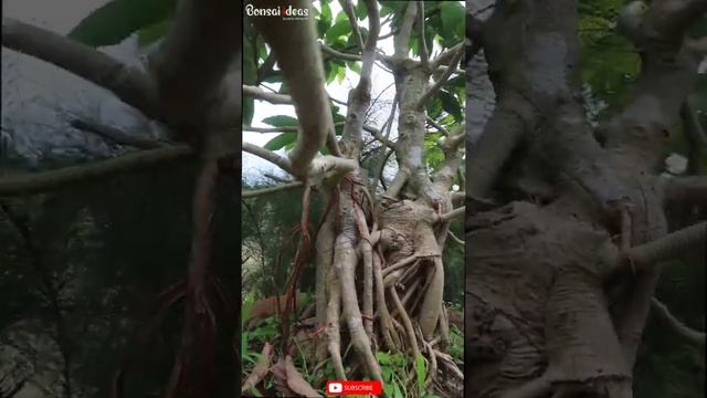 Ficus Benghalensis Bonsai #shorts смотреть онлайн