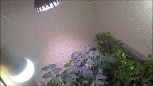 Выращивание овощей и зелени в квартире зимой. Огород в январе 2021