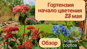 Гортензия. Холод 2020. Болезни. Борьба за выживание. Обзор сортов 23 мая.