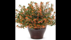 Куфея. Цветок для композиций