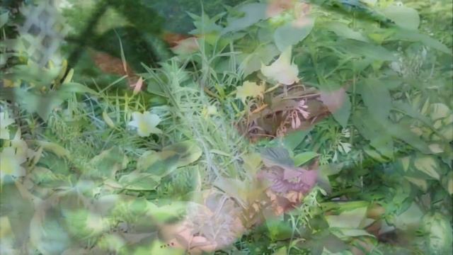 Angel Trumpet flowers in the Garden смотреть онлайн