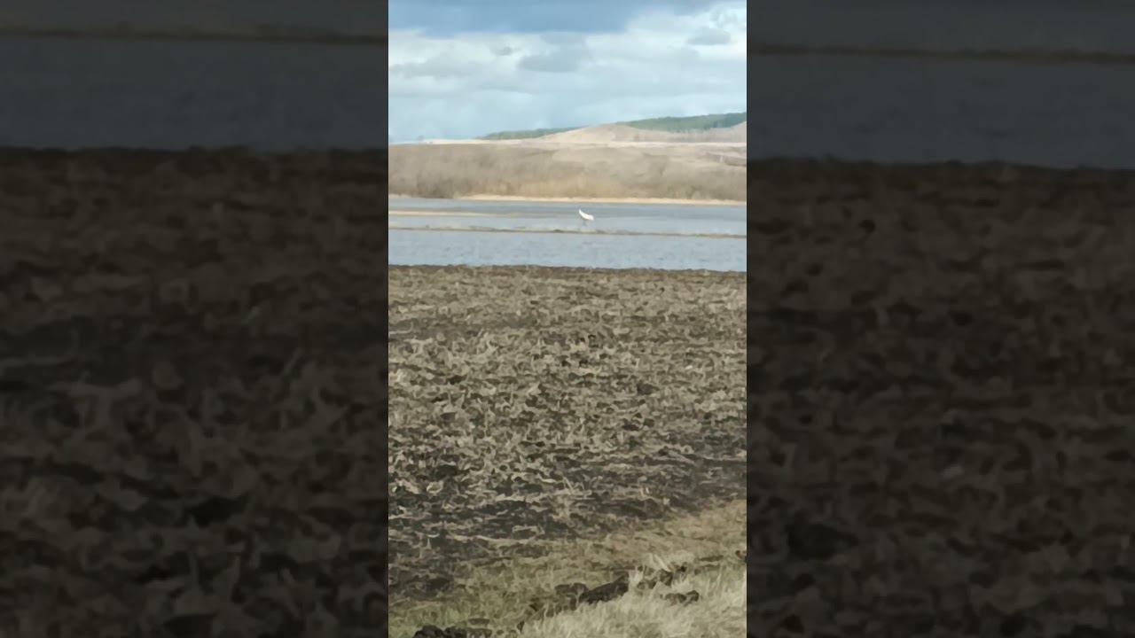 увидели журавля смотреть онлайн