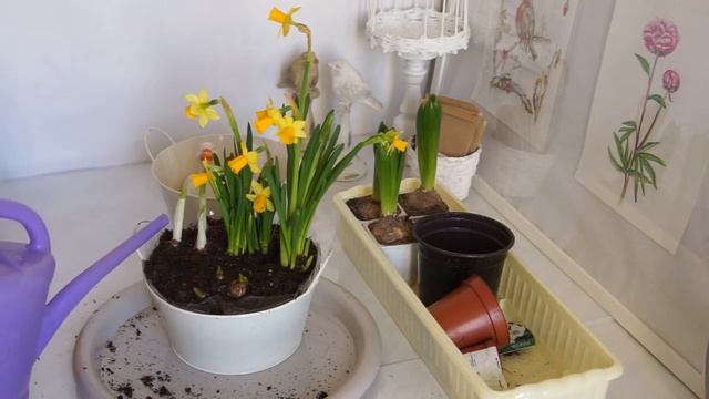ВЕСЕННЯЯ ЦВЕТОЧНАЯ КОМПОЗИЦИЯ ИЗ ЛУКОВИЧНЫХ